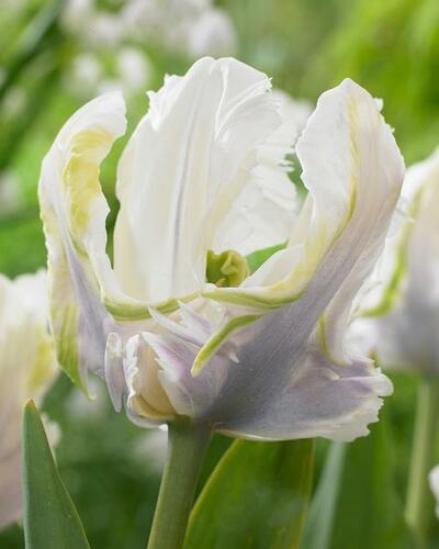 Tulipán papouškovitý 'White Lizard' - Tulipa Parrot 'White Lizard'