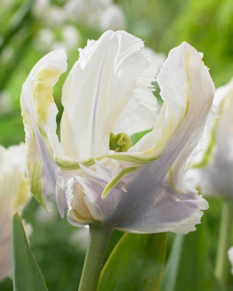 Tulipán papouškovitý 'White Lizard' - Tulipa Parrot 'White Lizard'