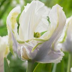 Tulipán papouškovitý 'White Lizard' - Tulipa Parrot 'White Lizard'
