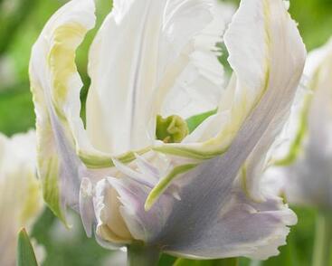 Tulipán papouškovitý 'White Lizard'