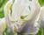 Tulipán papouškovitý 'White Lizard'