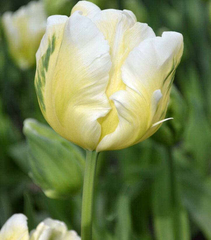 Tulipán papouškovitý 'White Parrot' - Tulipa Parrot 'White Parrot'