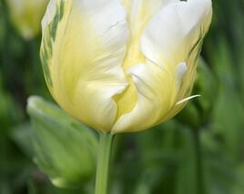 Tulipán papouškovitý 'White Parrot'