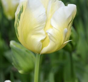 Tulipán papouškovitý 'White Parrot' - Tulipa Parrot 'White Parrot'