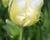 Tulipán papouškovitý 'White Parrot'