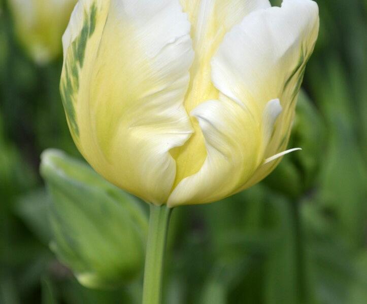 Tulipán papouškovitý 'White Parrot' - Tulipa Parrot 'White Parrot'