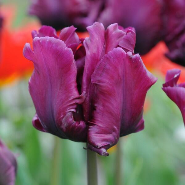 Tulipán papouškovitý 'Victoria's Secret' - Tulipa Parrot 'Victoria's Secret'