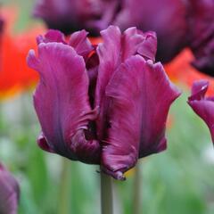 Tulipán papouškovitý 'Victoria's Secret' - Tulipa Parrot 'Victoria's Secret'