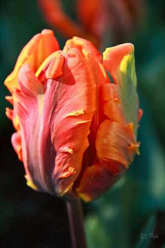Tulipán papouškovitý 'Irene Parrot' - Tulipa Parrot 'Irene Parrot'
