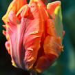 Tulipán papouškovitý 'Irene Parrot' - Tulipa Parrot 'Irene Parrot'