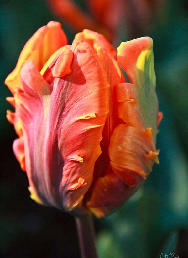 Tulipán papouškovitý 'Irene Parrot' - Tulipa Parrot 'Irene Parrot'