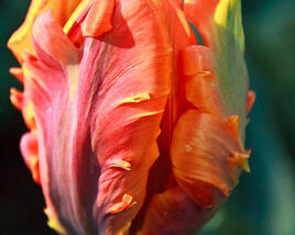Tulipán papouškovitý 'Irene Parrot'