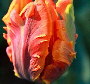 Tulipán papouškovitý 'Irene Parrot' - Tulipa Parrot 'Irene Parrot'