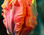 Tulipán papouškovitý 'Irene Parrot'