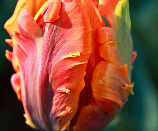 Tulipán papouškovitý 'Irene Parrot' - Tulipa Parrot 'Irene Parrot'