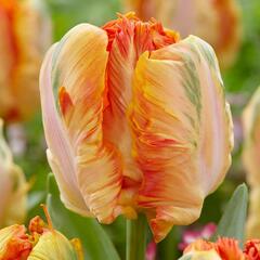 Tulipán papouškovitý 'Parrot King' - Tulipa Parrot 'Parrot King'