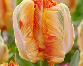 Tulipán papouškovitý 'Parrot King'