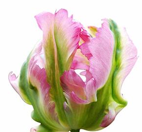 Tulipán papouškovitý 'Green Wave' - Tulipa Parrot 'Green Wave'