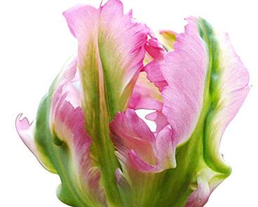 Tulipán papouškovitý 'Green Wave'