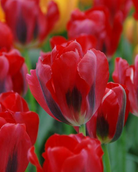 Tulipán zelenokvětý 'Pimpernel' - Tulipa Viridiflora 'Pimpernel'