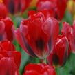 Tulipán zelenokvětý 'Pimpernel' - Tulipa Viridiflora 'Pimpernel'