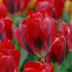 Tulipán zelenokvětý 'Pimpernel' - Tulipa Viridiflora 'Pimpernel'