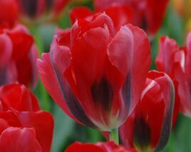 Tulipán zelenokvětý 'Pimpernel'