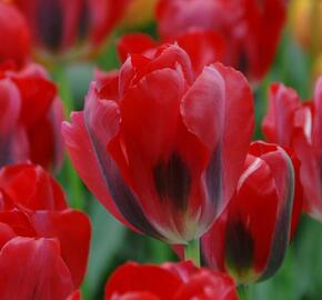Tulipán zelenokvětý 'Pimpernel' - Tulipa Viridiflora 'Pimpernel'