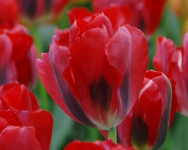 Tulipán zelenokvětý 'Pimpernel'