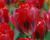 Tulipán zelenokvětý 'Pimpernel'