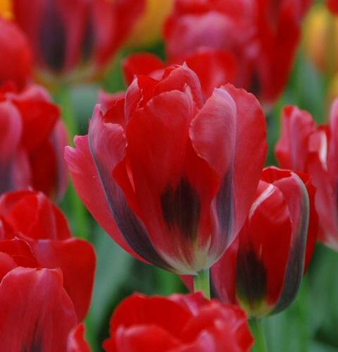 Tulipán zelenokvětý 'Pimpernel' - Tulipa Viridiflora 'Pimpernel'