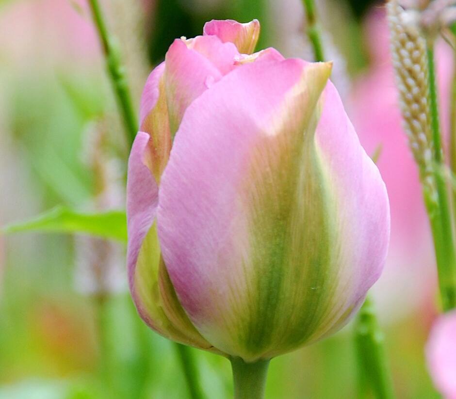 Tulipán zelenokvětý 'Groenland' - Tulipa Viridiflora 'Groenland'