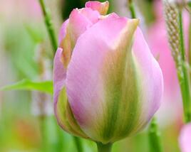 Tulipán zelenokvětý 'Groenland'