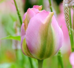Tulipán zelenokvětý 'Groenland' - Tulipa Viridiflora 'Groenland'