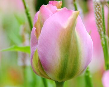 Tulipán zelenokvětý 'Groenland'