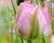 Tulipán zelenokvětý 'Groenland'