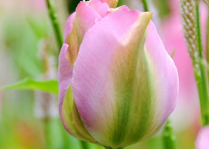 Tulipán zelenokvětý 'Greenland' - Tulipa Viridiflora 'Greenland'