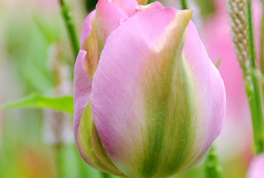 Tulipán zelenokvětý 'Groenland' - Tulipa Viridiflora 'Groenland'