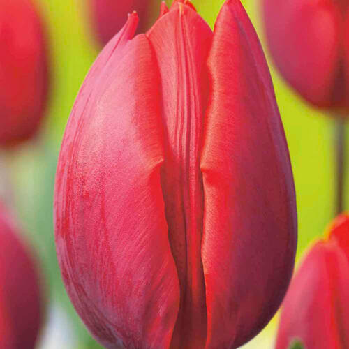 Tulipán Triumph 'Red Revival' - Tulipa Triumph 'Red Revival'
