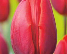 Tulipán Triumph 'Red Revival'