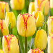 Tulipán Triumph 'Cape Town' - Tulipa Triumph 'Cape Town'