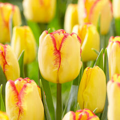 Tulipán Triumph 'Cape Town' - Tulipa Triumph 'Cape Town'