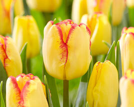 Tulipán Triumph 'Cape Town'