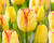 Tulipán Triumph 'Cape Town'