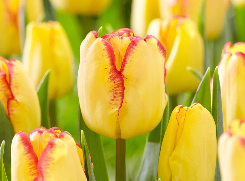 Tulipán Triumph 'Cape Town' - Tulipa Triumph 'Cape Town'