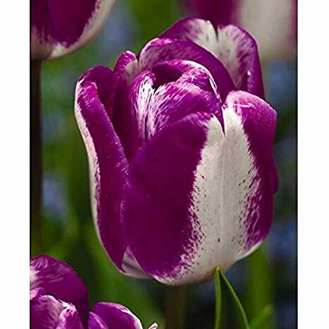 Tulipán Triumph 'Hotpants'® - Tulipa Triumph 'Hotpants'®