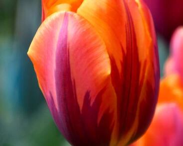 Tulipán Triumph 'Princess Irene'