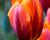 Tulipán Triumph 'Princess Irene'