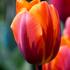 tulipan-rany-prinzessin-irene.jpg