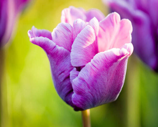 Tulipán papouškovitý 'Blue Parrot' - Tulipa Parrot 'Blue Parrot'